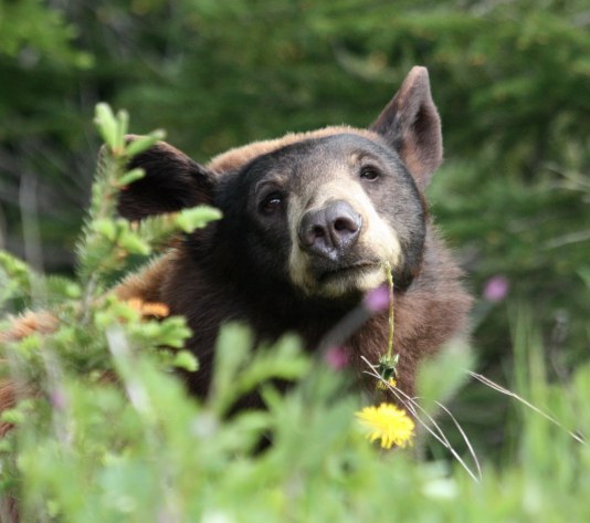 Brown (Grizzly) Bear photo 2