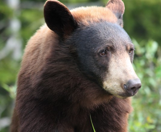 Brown (Grizzly) Bear photo 1