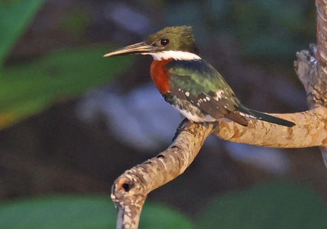 Green Kingfisher