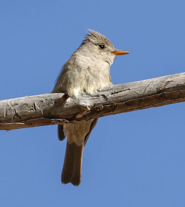Greater Pewee