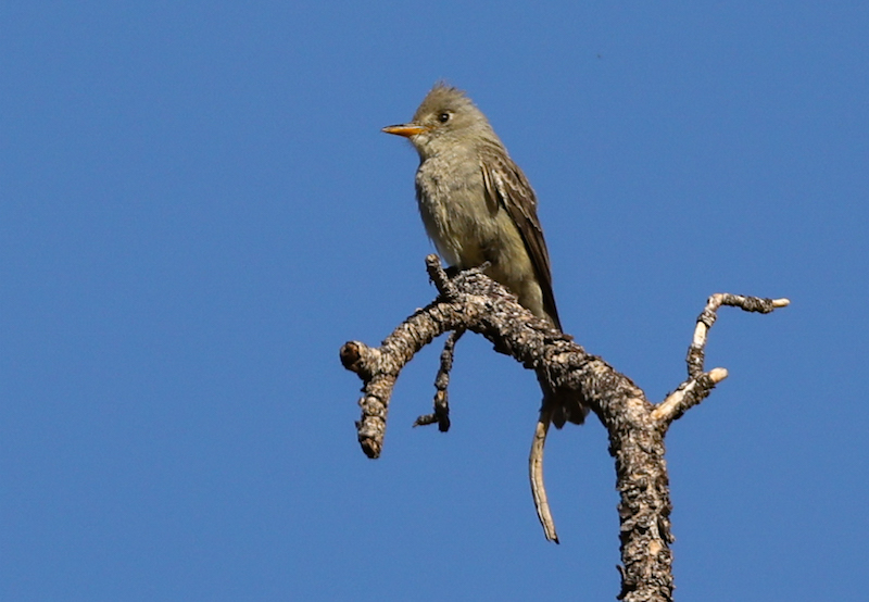 Greater Pewee