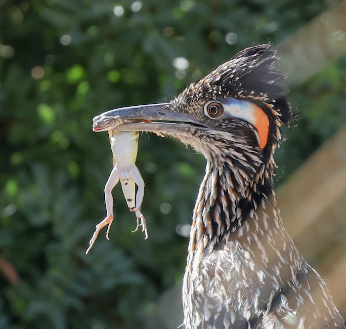 Greater Roadrunner photo #11