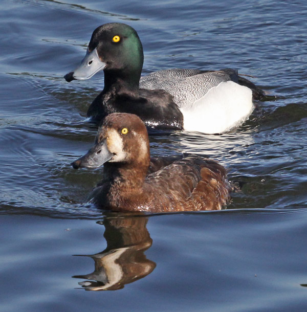 Greater Scaup Photo 1