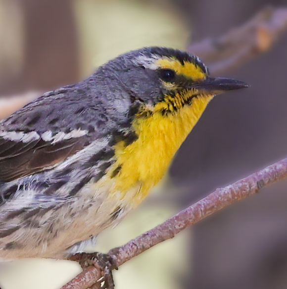 Grace's Warbler (adult male) photo #2
