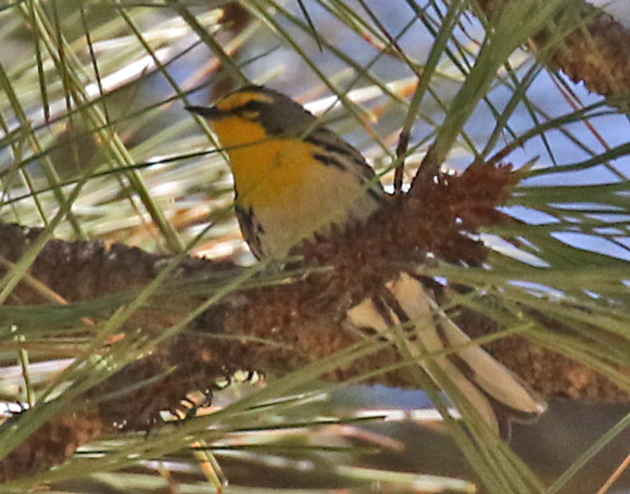 Grace's Warbler (adult male) photo #2