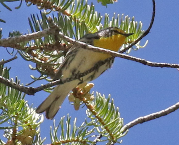 Grace's Warbler (adult male) photo #3