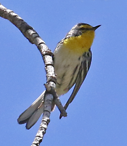 Grace's Warbler (adult male) photo #1