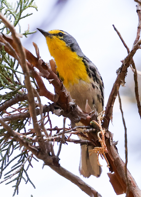 Grace's Warbler (adult male) photo #3