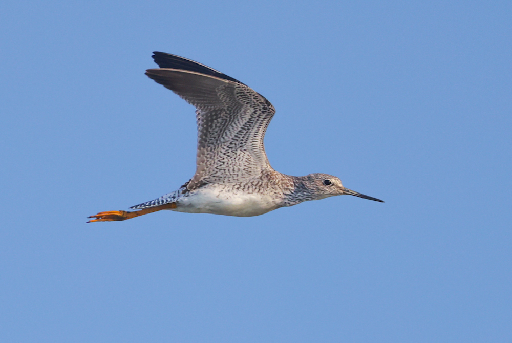 Greater Yellowlegs (juvenile)