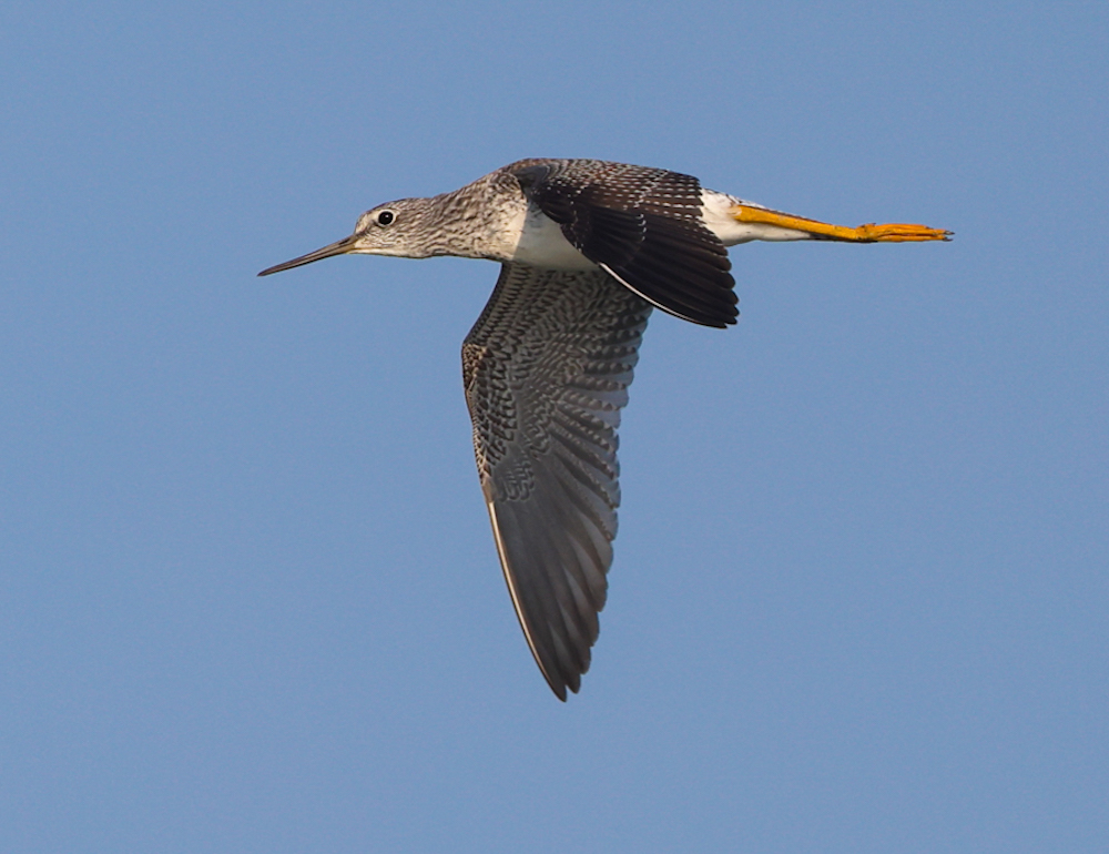 Greater Yellowlegs (juvenile)