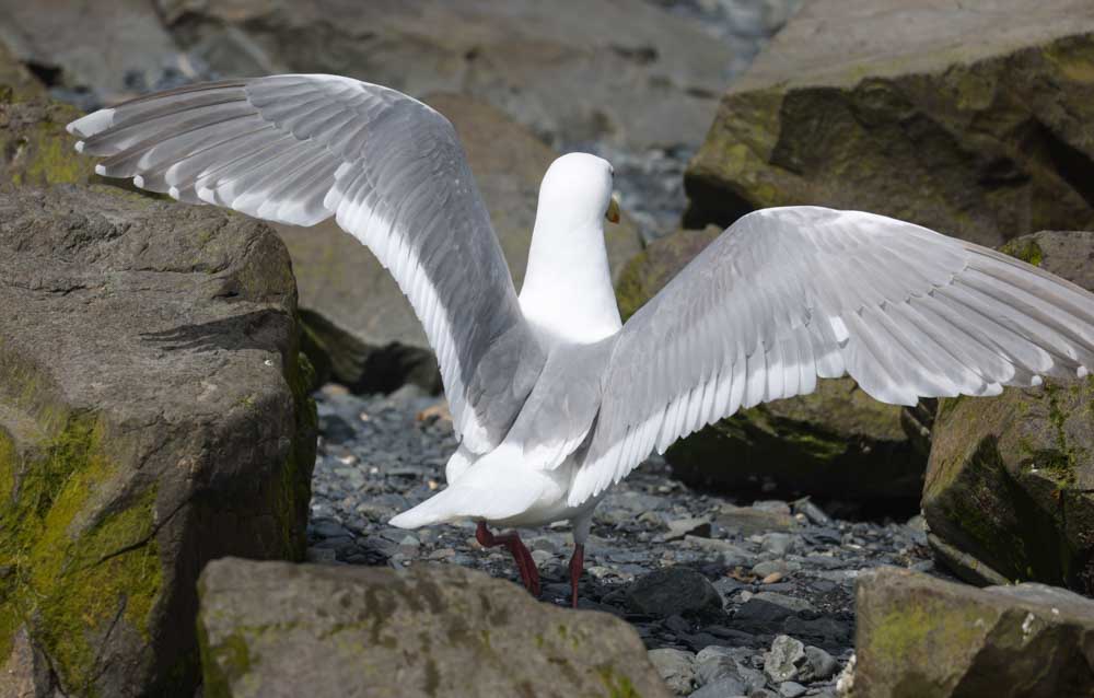 Glaucous-winged Gull (adult)