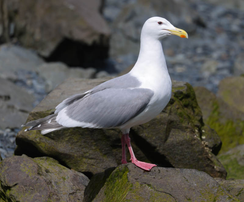 Glaucous-winged Gull (adult)