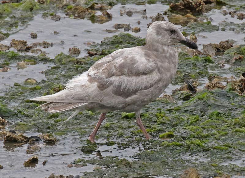 Glaucous-winged Gull (1st cycle) photo #5