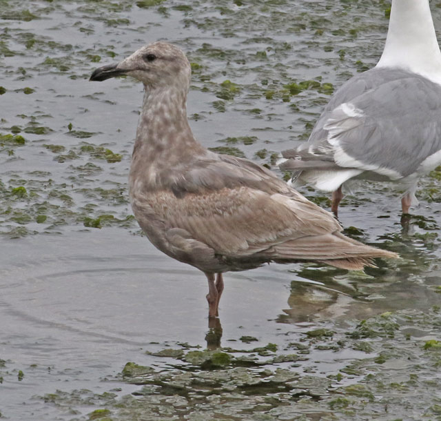 Glaucous-winged Gull (1st cycle) photo #4
