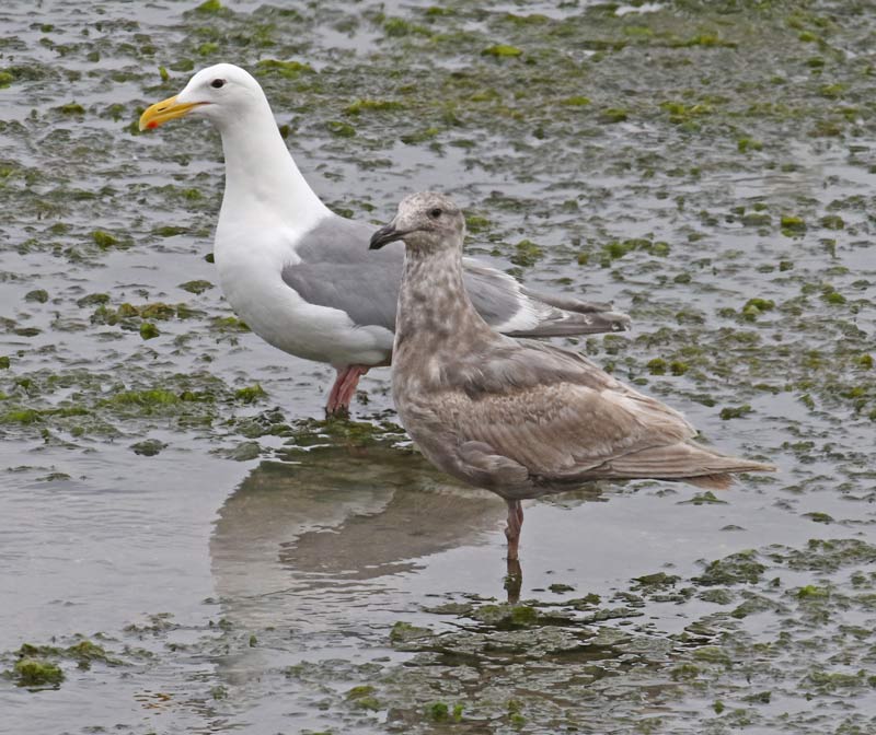 Glaucous-winged Gull (1st cycle) photo #7