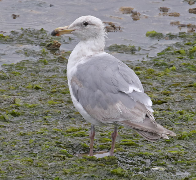 Glaucous-winged Gull (3rd cycle)