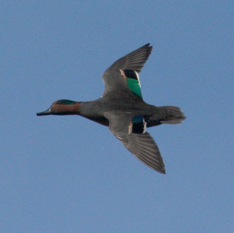 Green-winged Teal photo 1