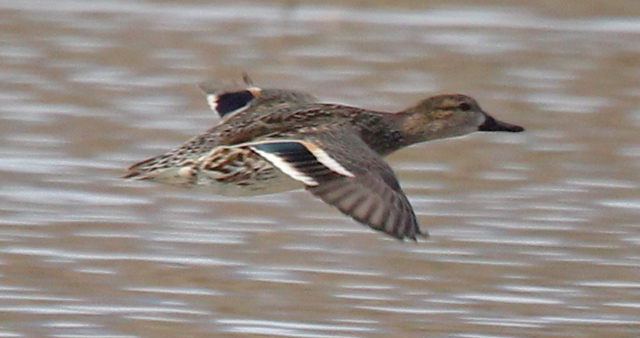 Green-winged Teal photo 5