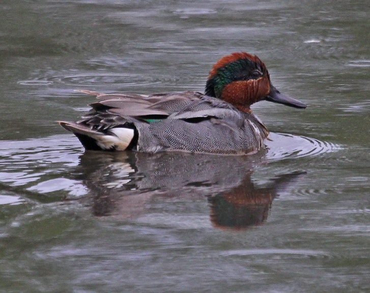 Green-winged Teal photo 1