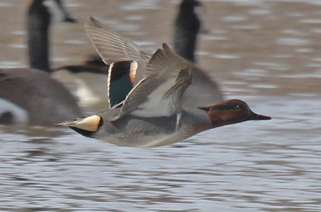 Green-winged Teal photo 4
