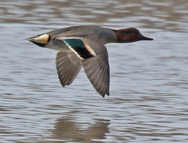 Green-winged Teal photo 3