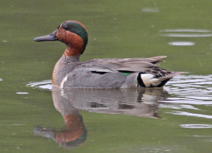 Green-winged Teal photo 2
