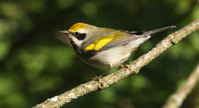 Golden-winged Warbler Photo 4