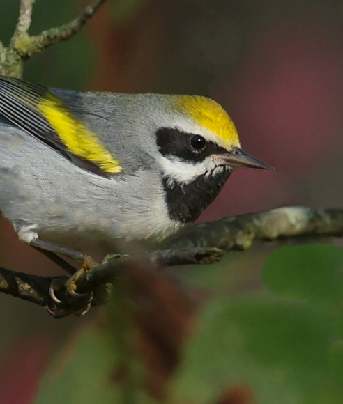 Golden-winged Warbler Photo 7