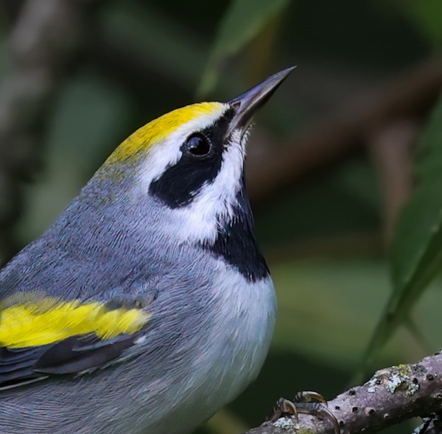 Golden-winged Warbler Photo 4