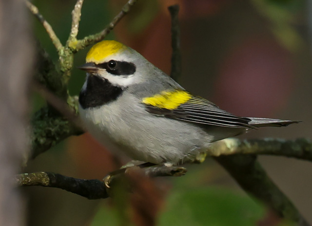 Golden-winged Warbler Photo 6