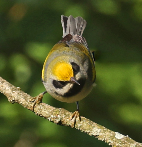 Golden-winged Warbler Photo 3