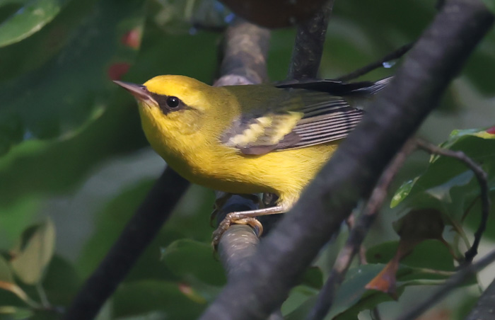 Blue-winged Warbler (fall adult)