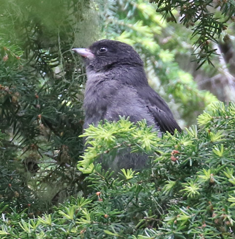 Gray Jay (juvenile Pacific form)