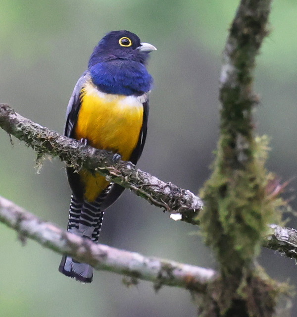 Gartered Trogon