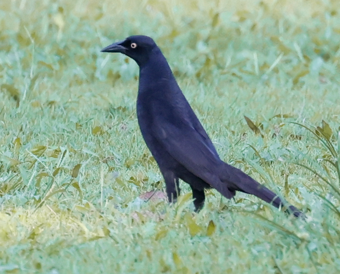 Giant Cowbird