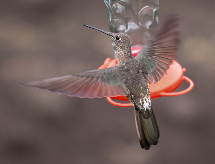 Giant Hummingbird