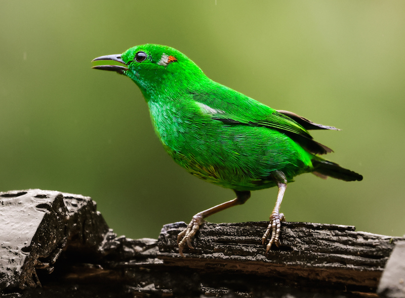 Glistening-green Tanager