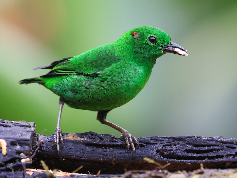 Glistening-green Tanager