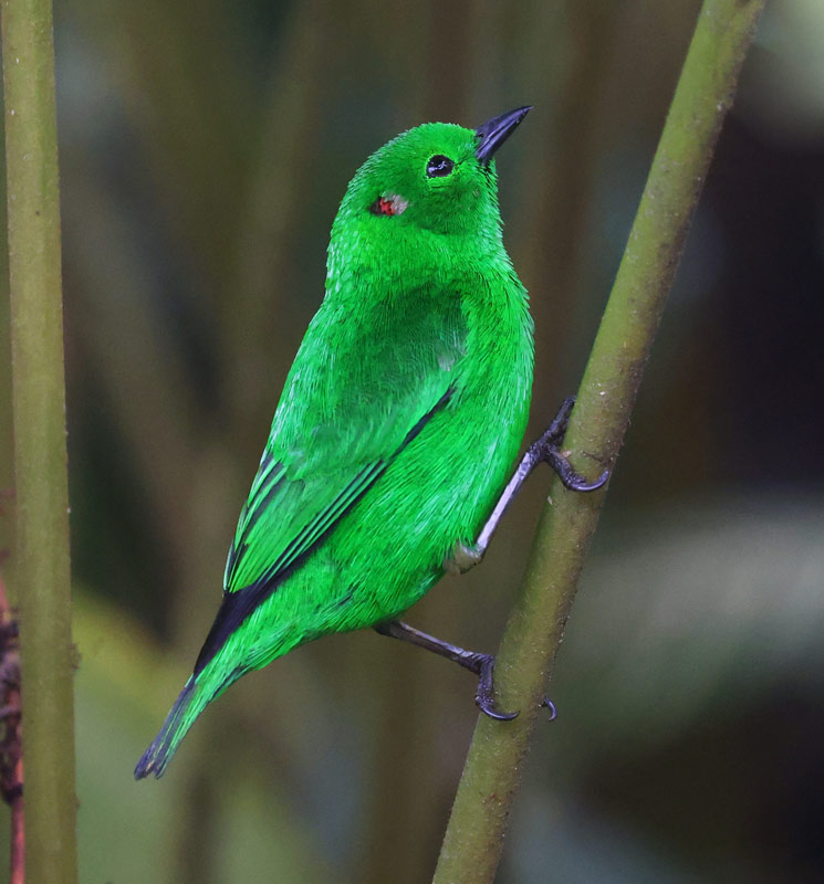 Glistening-green Tanager