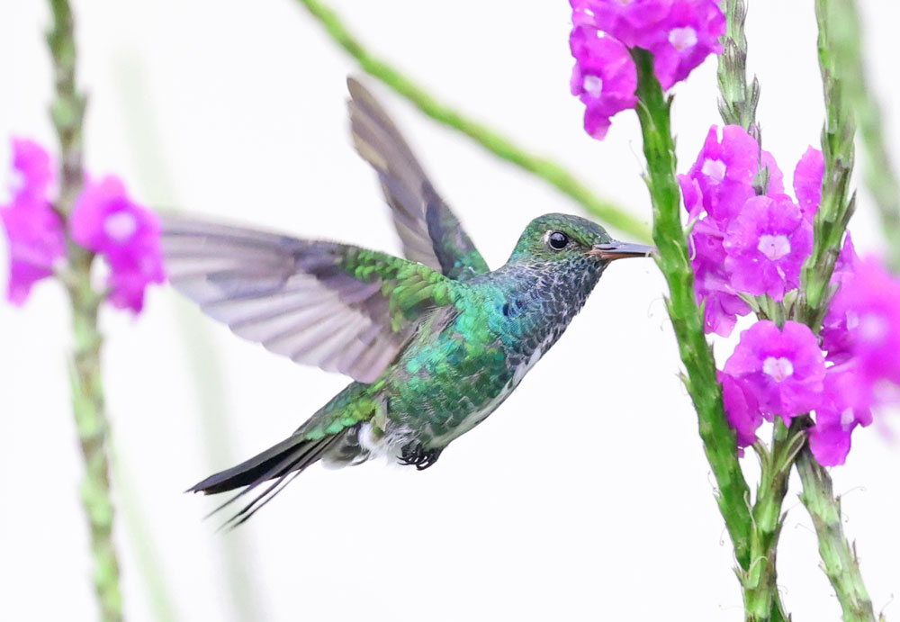 Glittering-throated Emerald