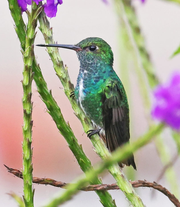 Glittering-throated Emerald