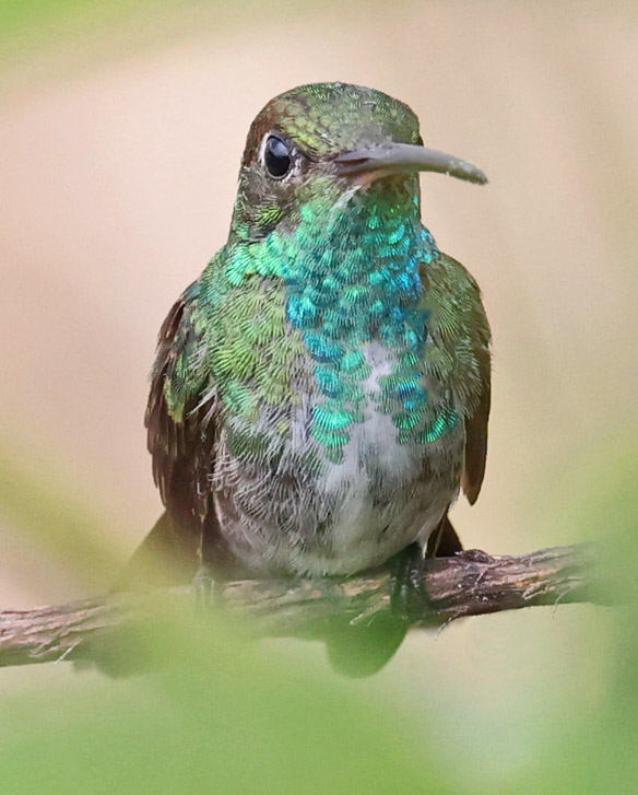 Glittering-throated Emerald