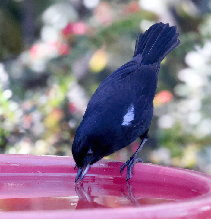 Glossy Flowerpiercer