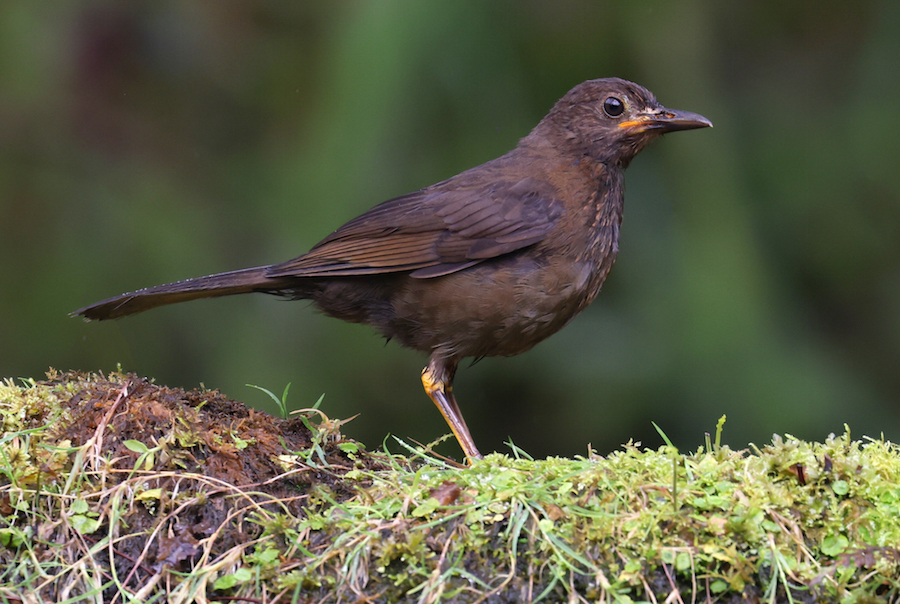 Glossy-black Thrush (female)