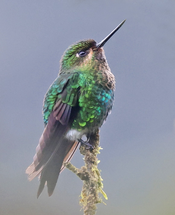 Glowing Puffleg