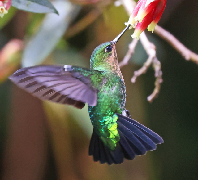 Glowing Puffleg