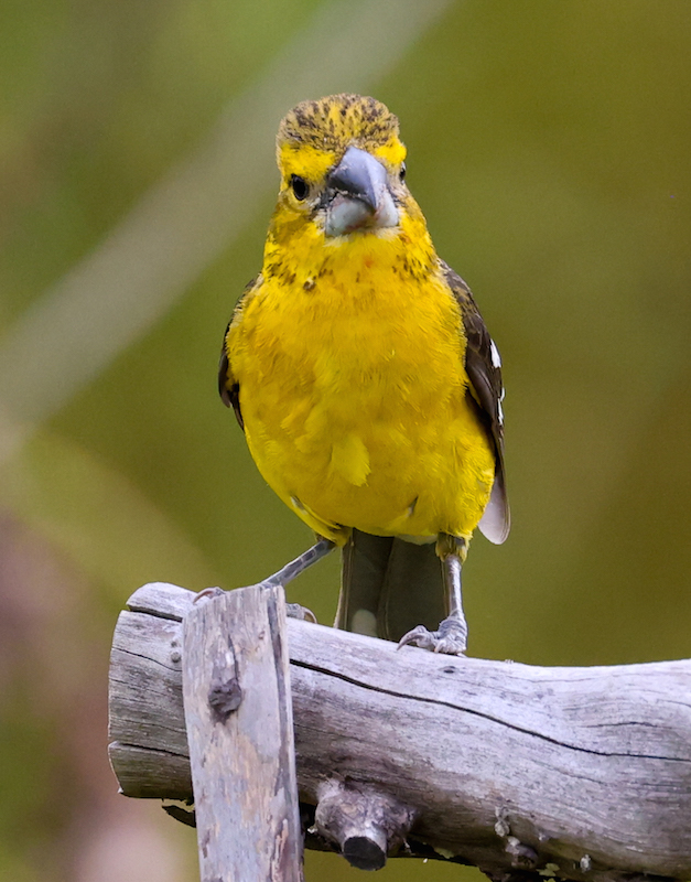 Golden Grosbeak
