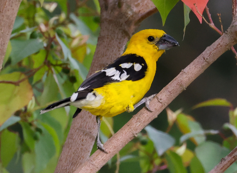 Golden Grosbeak