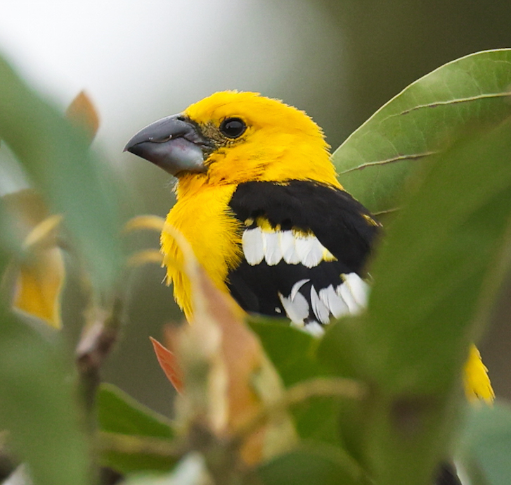 Golden Grosbeak