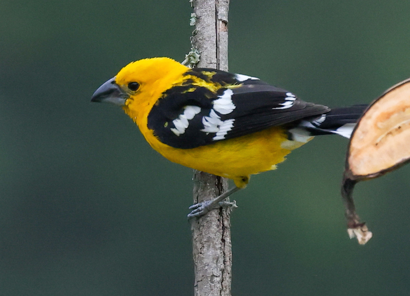 Golden Grosbeak